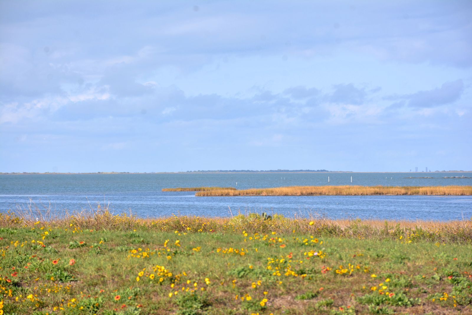 Wildflowers along the shore of Galveston Bay, Texas, the drive-to port for last minute cruises from Galveston
